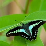 アオスジアゲハ