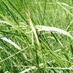 ショウリョウバッタ