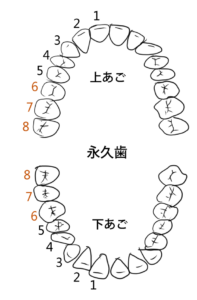 子どもの歯 乳歯から永久歯へ生え替わる時期 注意すべき点 山と哲学