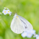 モンシロチョウ