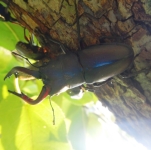 ノコギリクワガタ