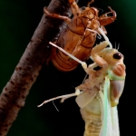 セミの幼虫がふ化