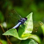 シオカラトンボ