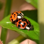 テントウムシ交尾