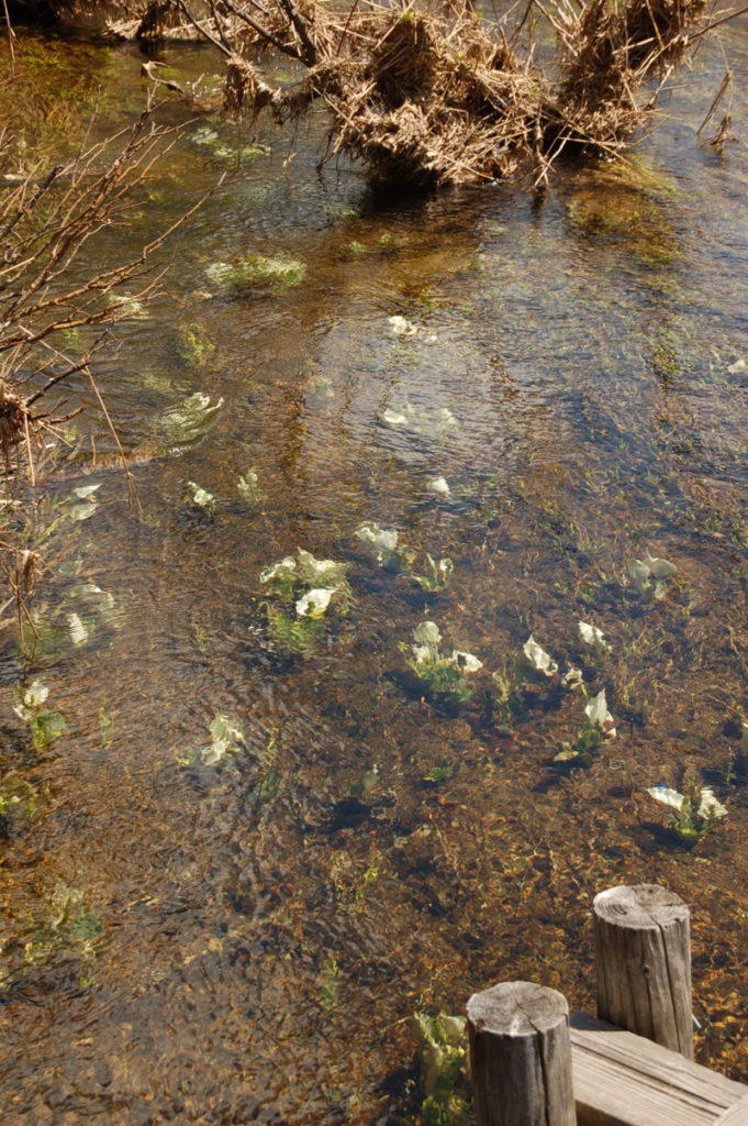 ヨッピ川のミズバショウ