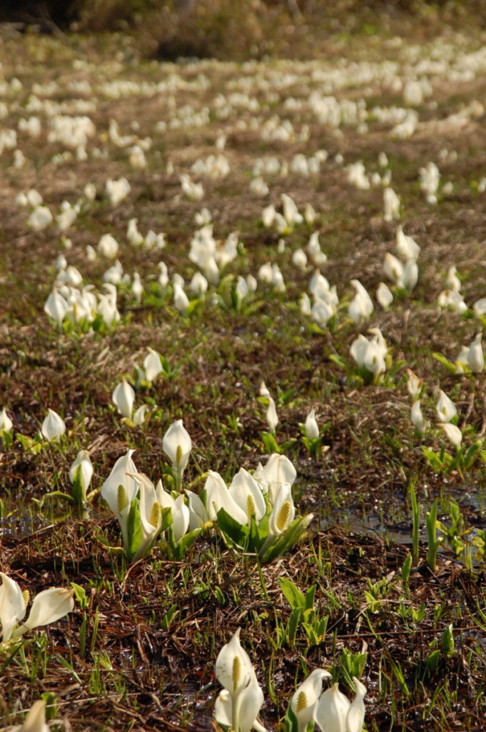 尾瀬のミズバショウ