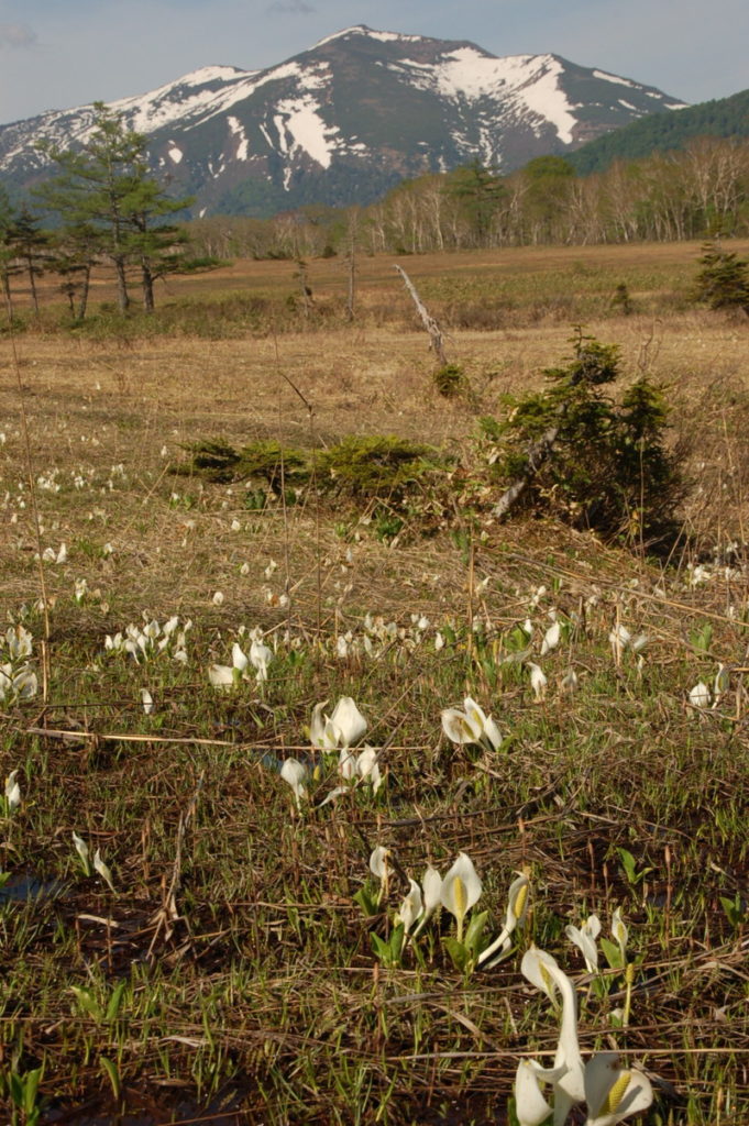 至仏山とミズバショウ