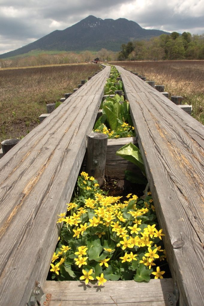 尾瀬のリュウキンカ